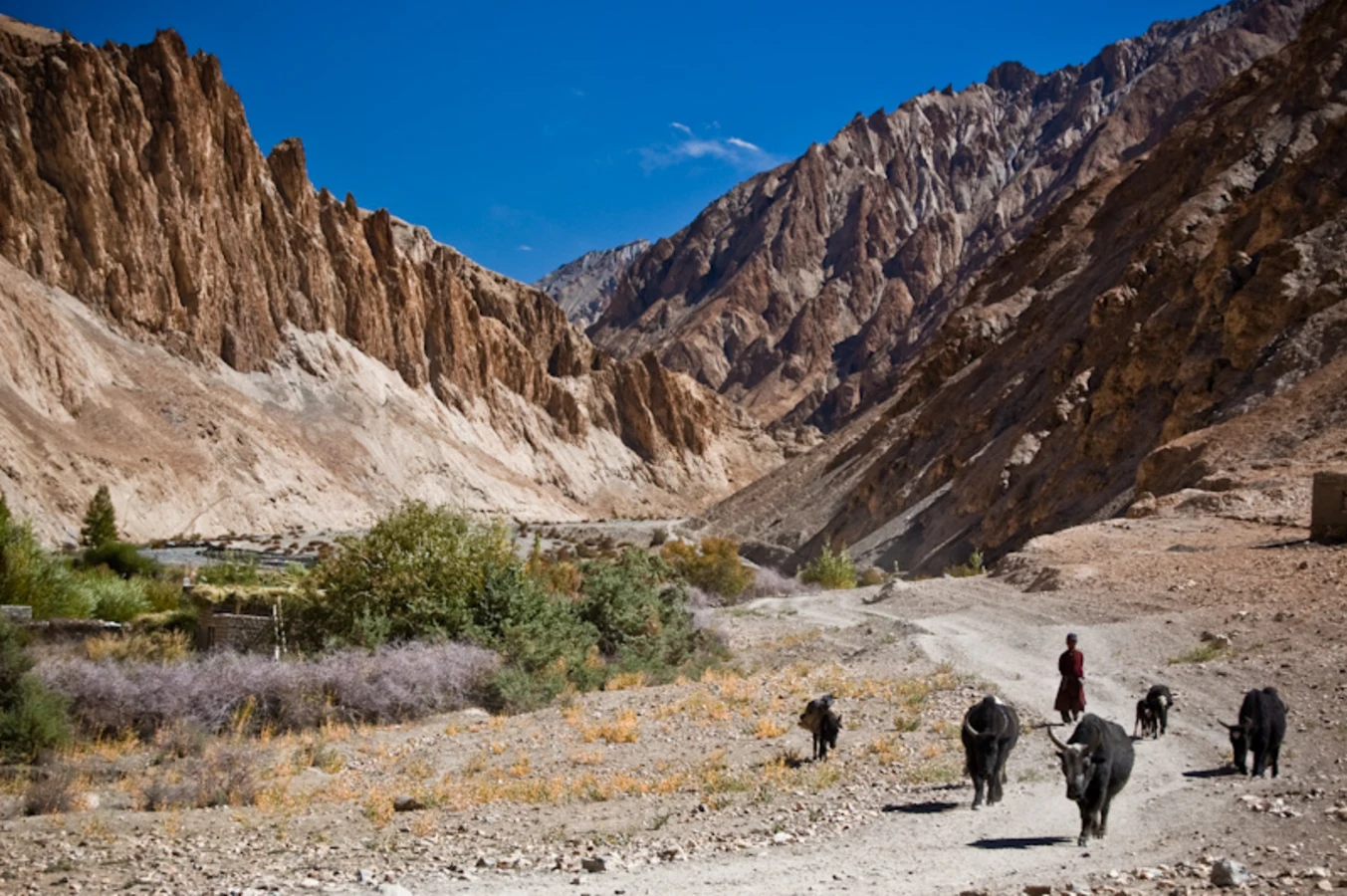 Vallée de la Markha, Inde