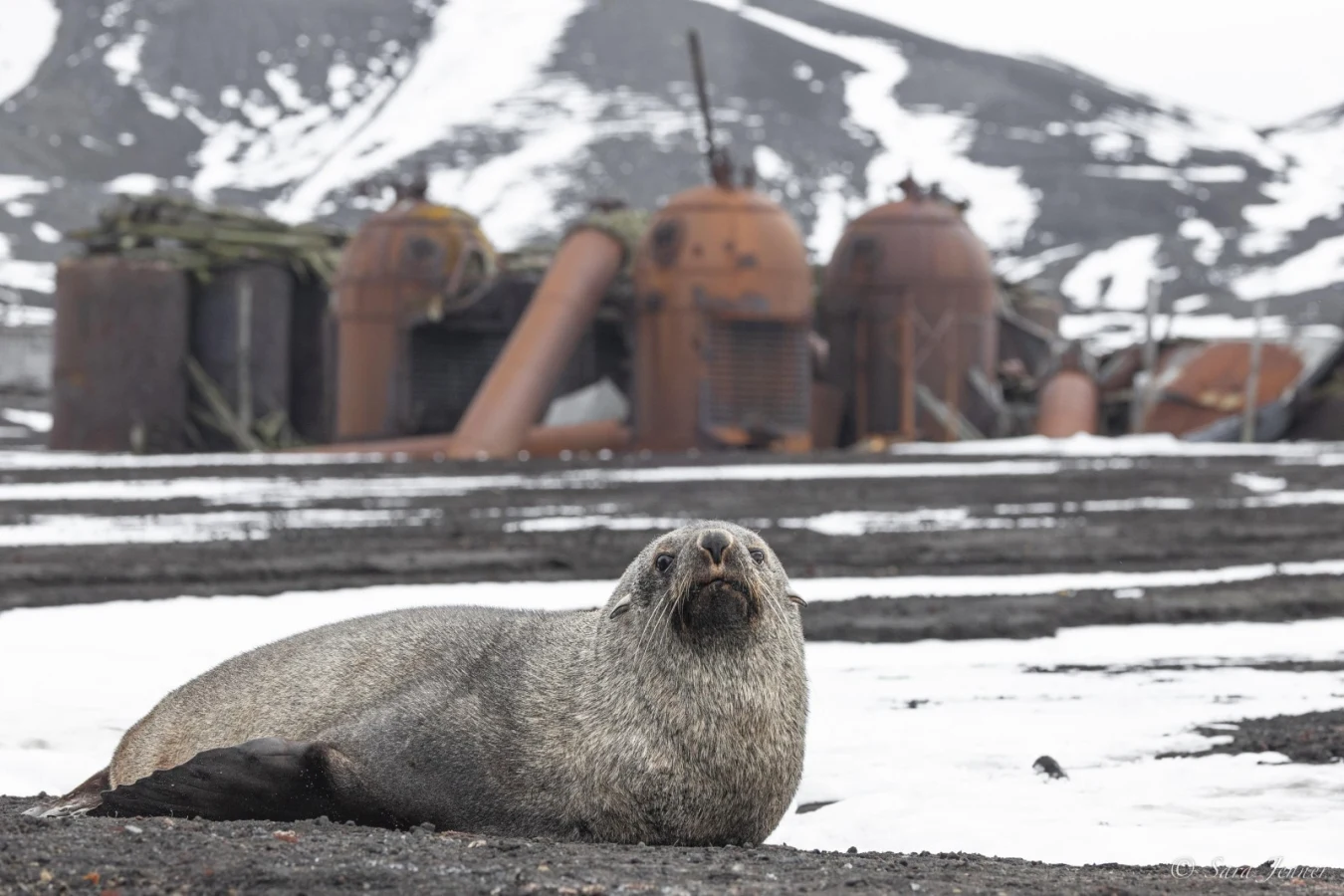 Port Foster, Antarctique