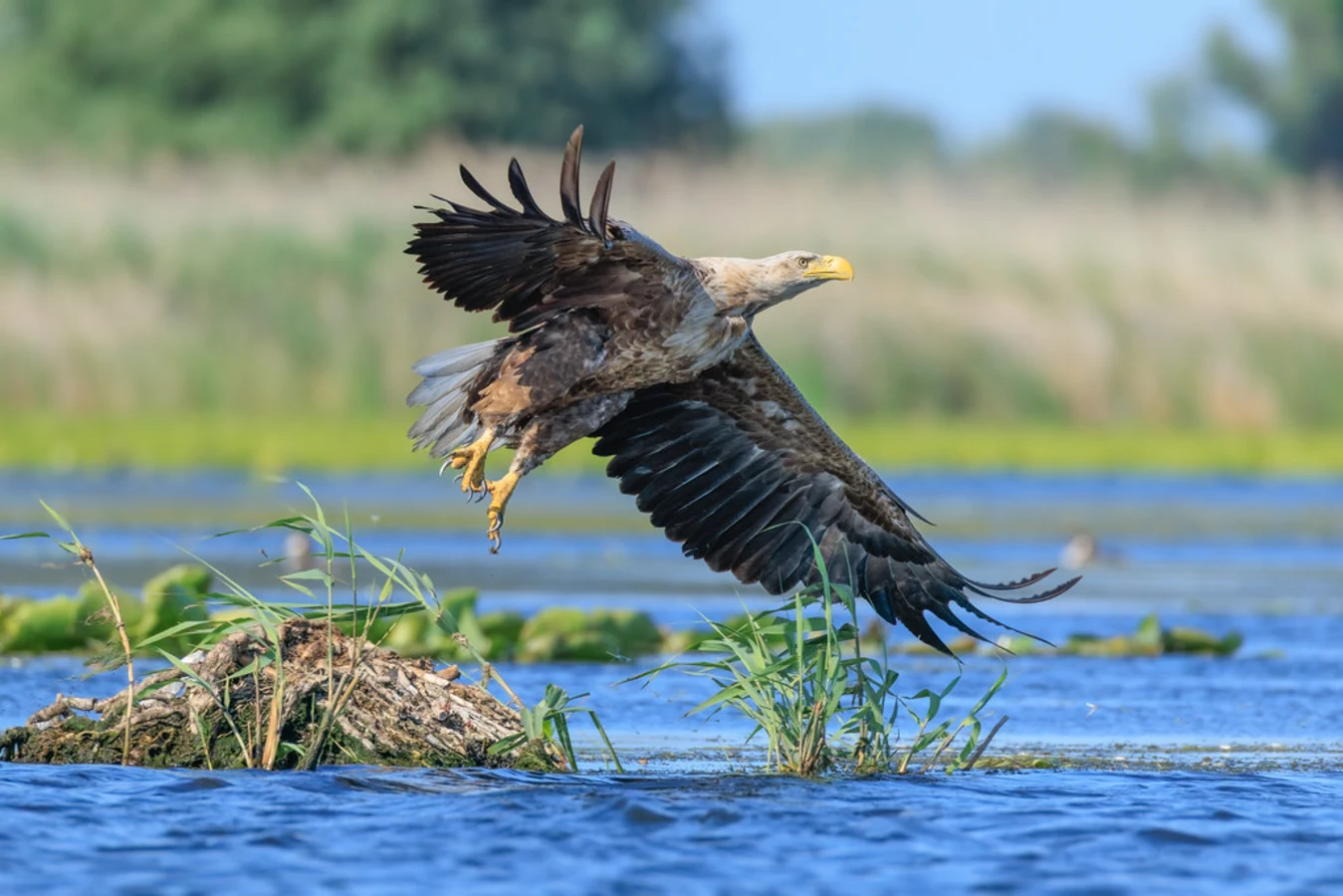 Réserve de biosphère du delta du Danube, Roumanie, Ukraine