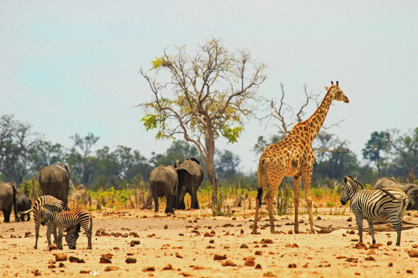 Parc national Hwange, Zimbabwe