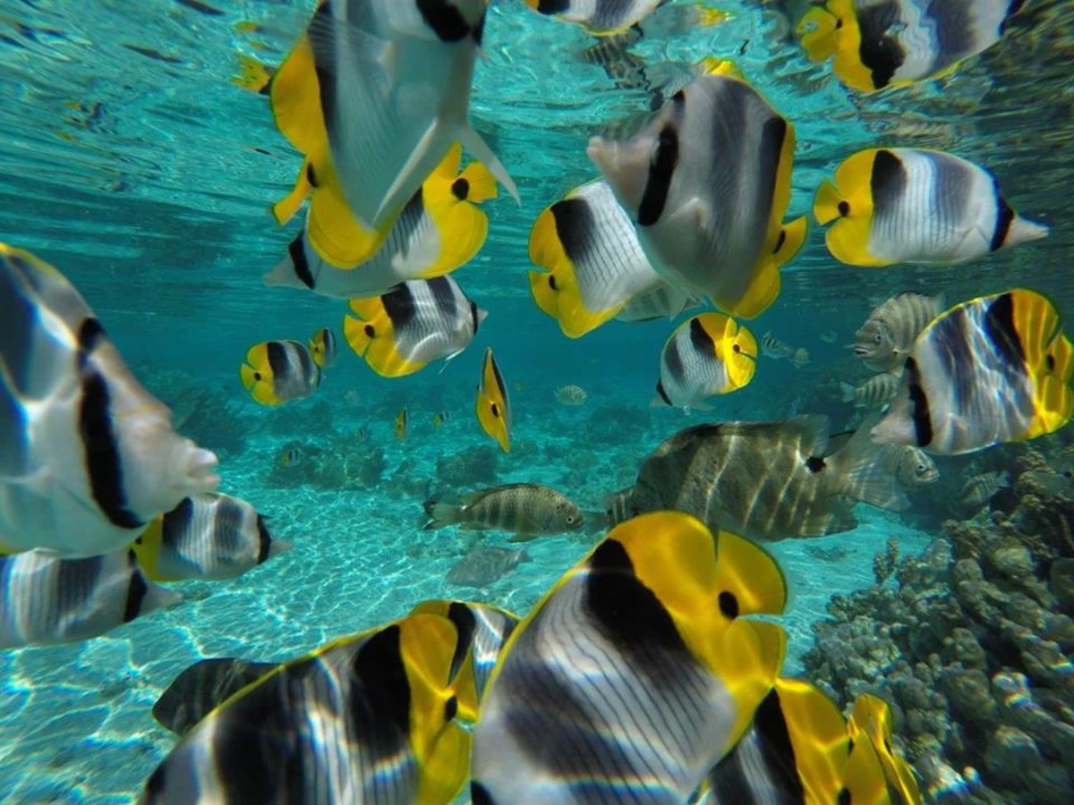Jardin de corail de Tahaa, Polynésie française