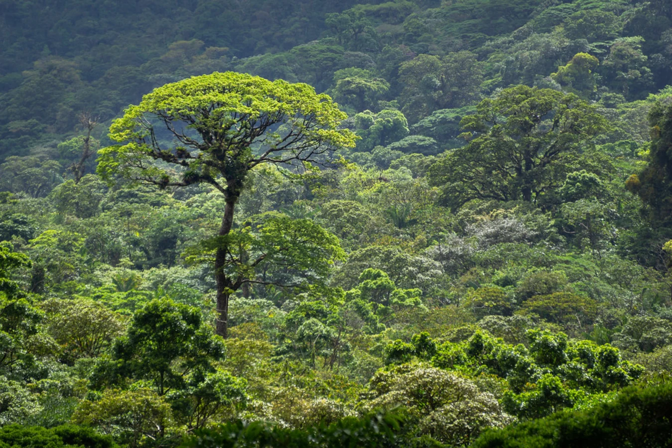 Bosque Eterno de Los Niños, Costa Rica, Costa Rica