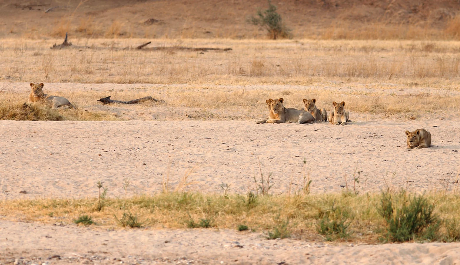 Parc national de Luangwa-Nord, Zambie
