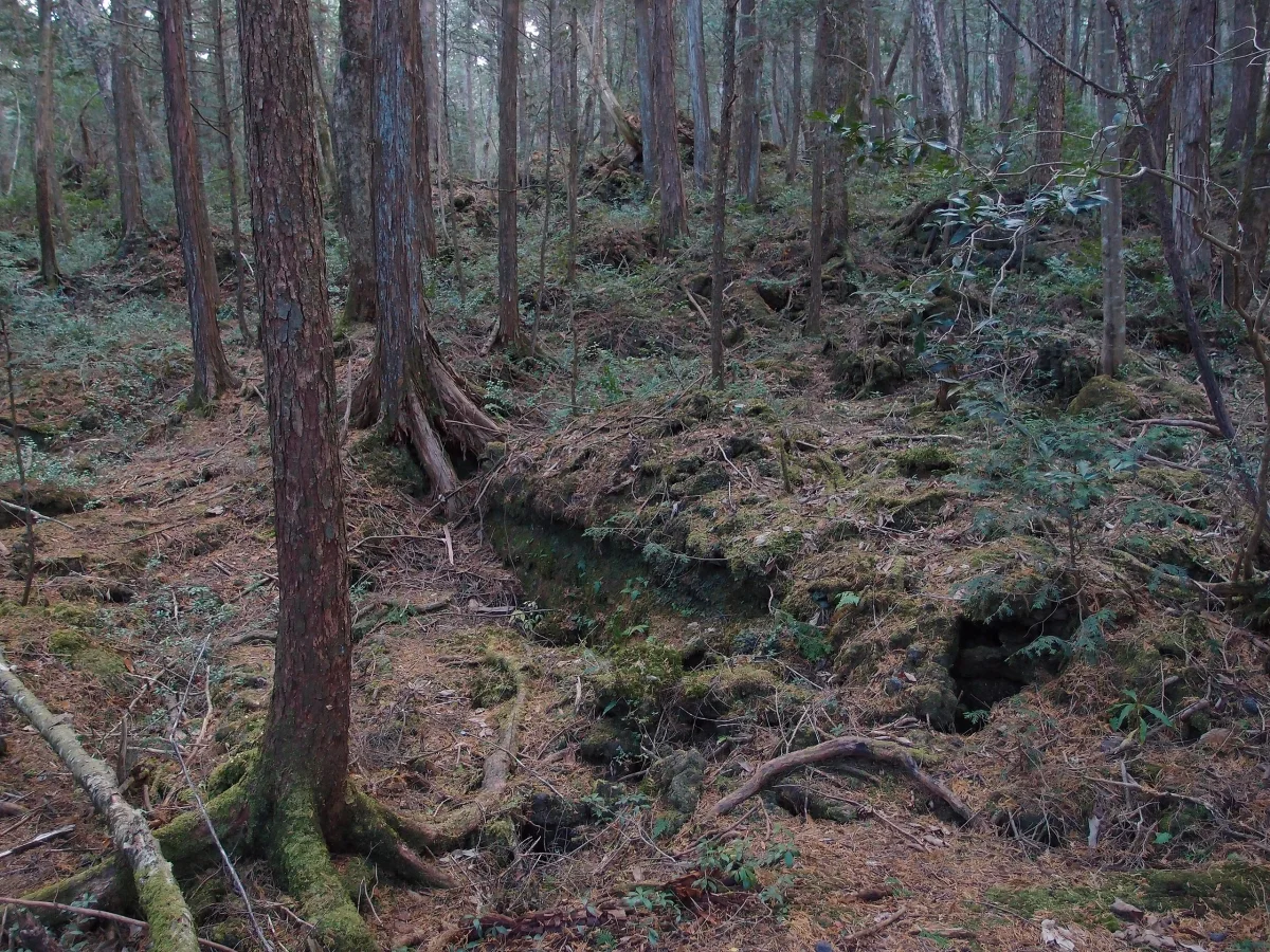 Aokigahara, Japon