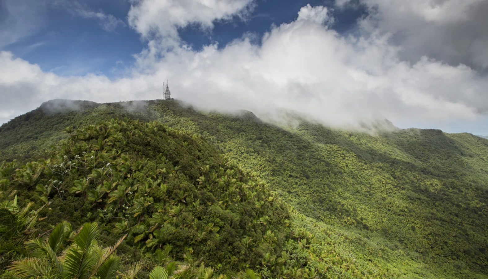 Forêt nationale d'El Yunque, Porto Rico