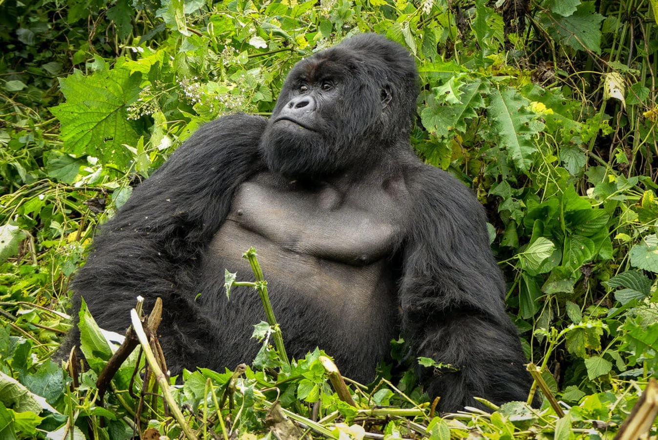 Parc national des Virungas, République démocratique du Congo