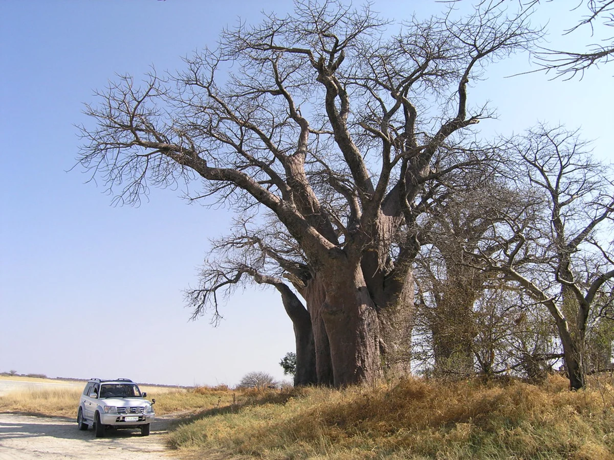 Parc national de Nxai Pan, Botswana