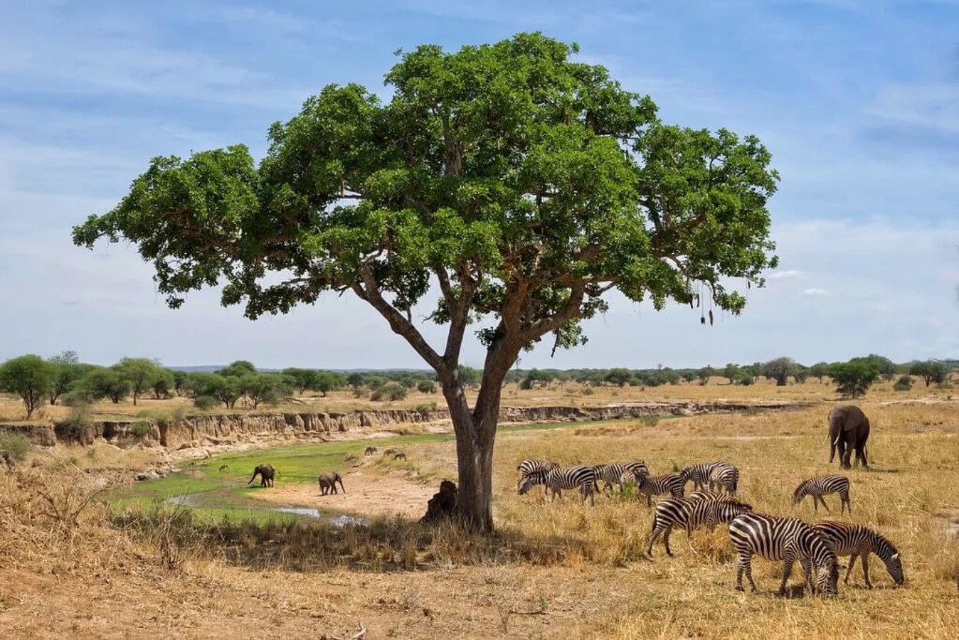 Parc national de Tarangire, Tanzanie