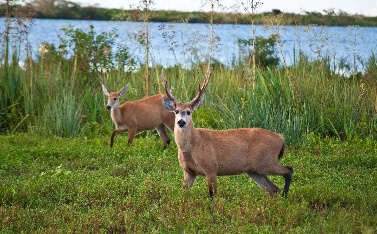 Esteros del Iberá, Argentine