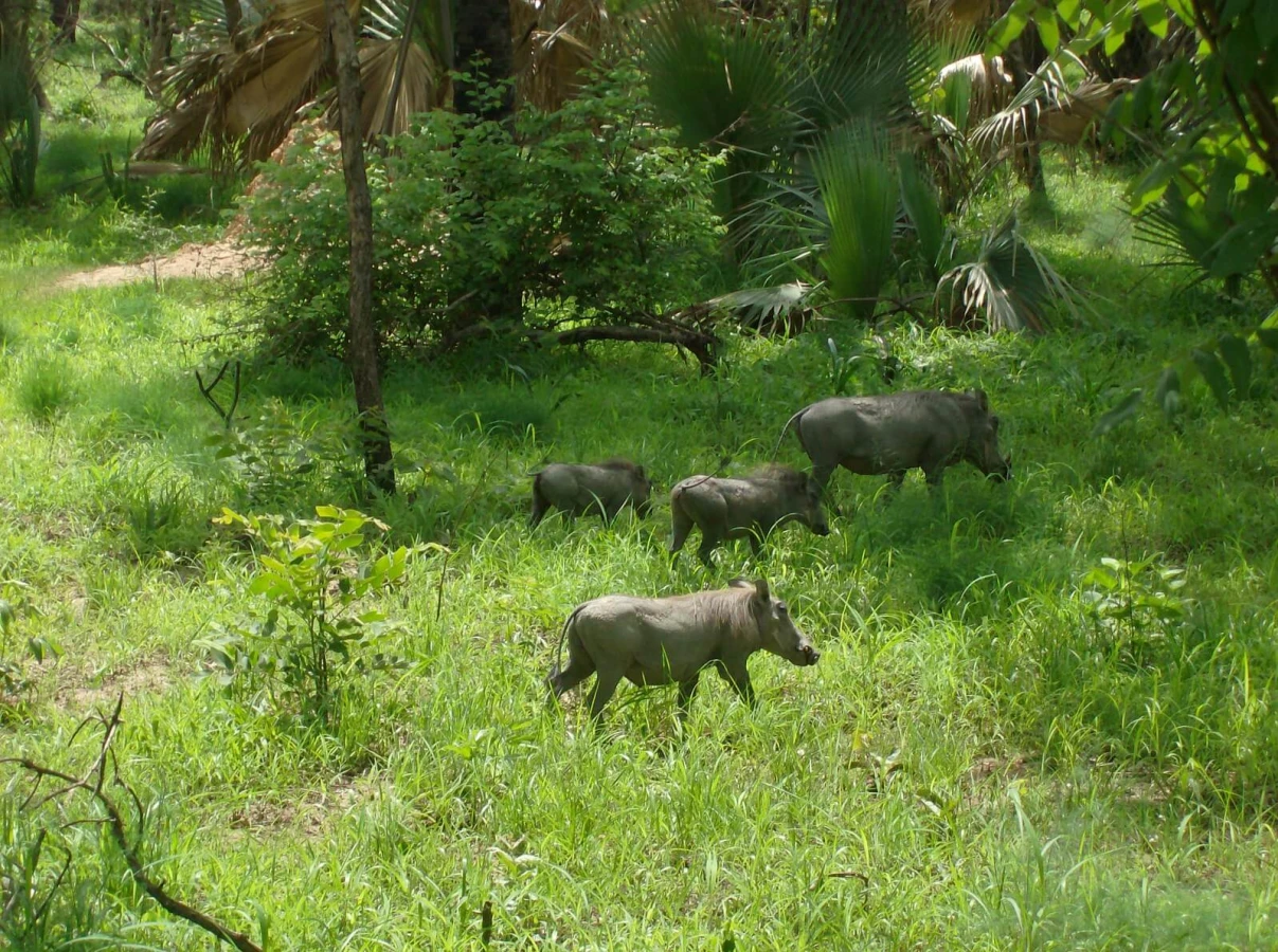 Parc national du Niokolo-Koba, Sénégal