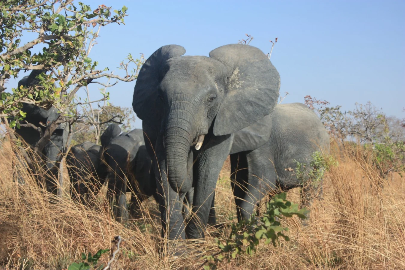Réserve totale de faune d'Arly, Burkina Faso