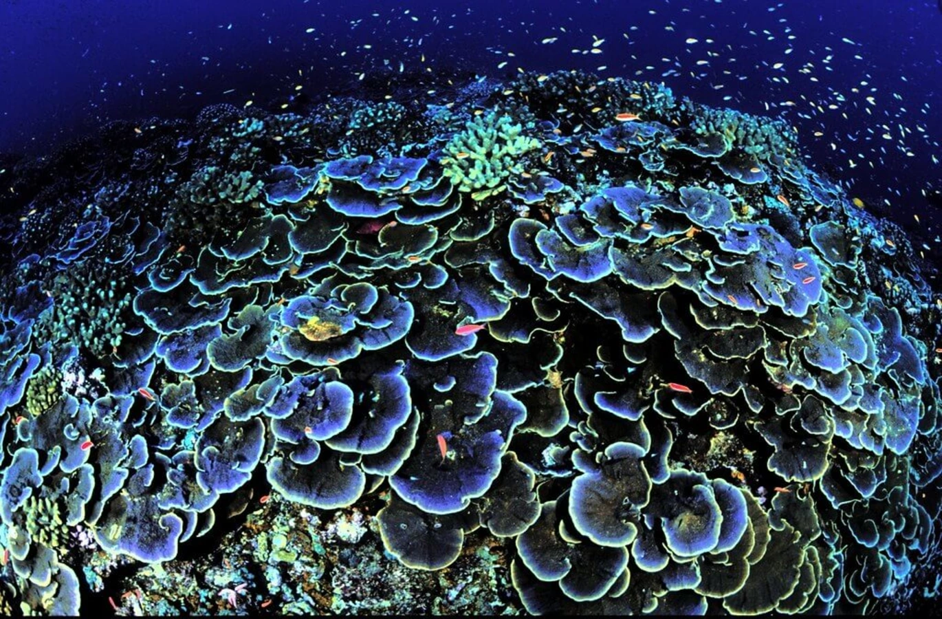 Pacific Remote Islands Marine National Monument, Îles mineures éloignées des États-Unis