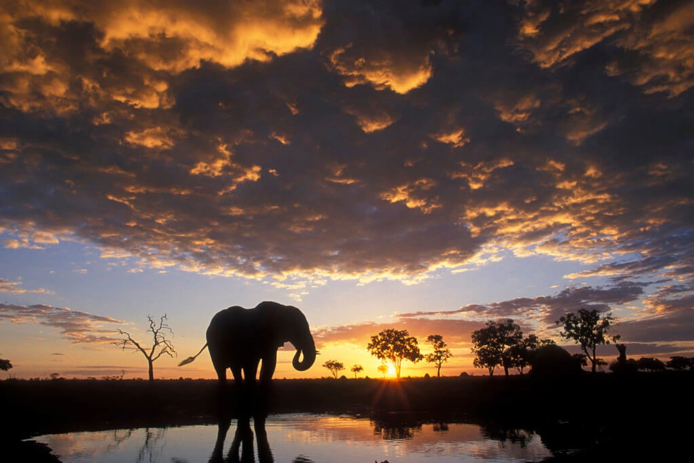 Parc national de Chobe, Botswana