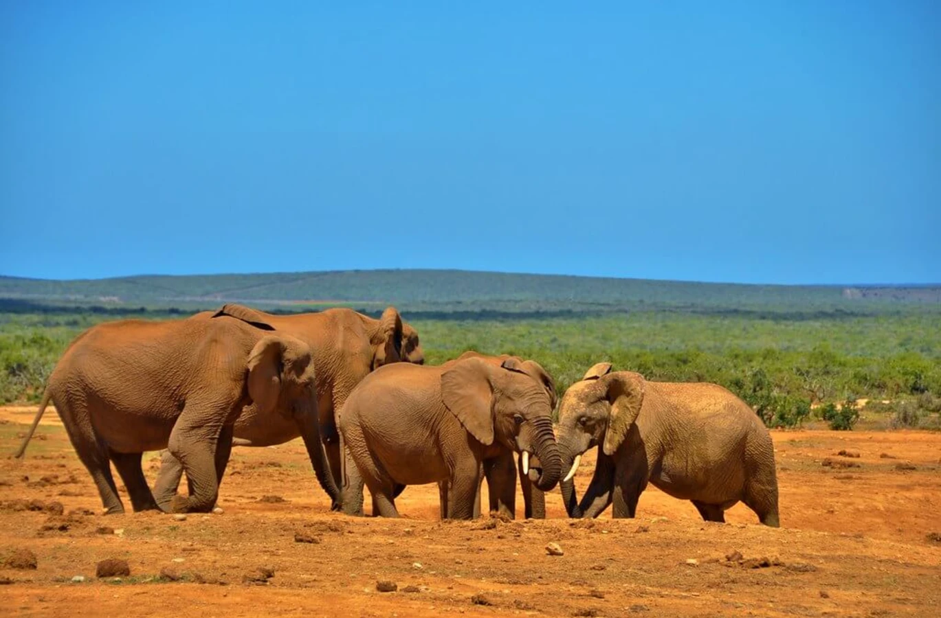 Parc national des Éléphants d'Addo, Afrique du Sud