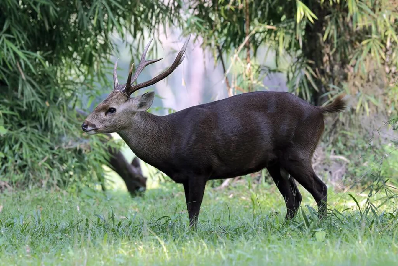 Huai Kha Khaeng, Thaïlande