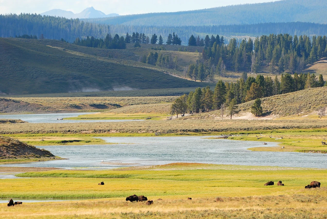 Hayden Valley, États-Unis
