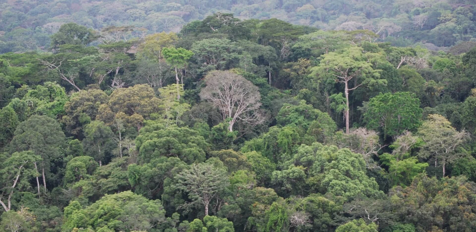 Parc national de Gola Rainforest, Sierra Leone