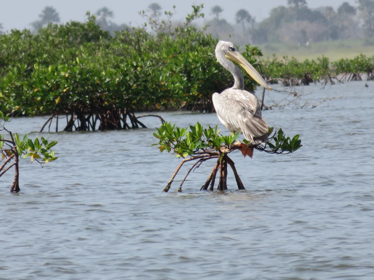 Parc national du delta du Saloum, Sénégal