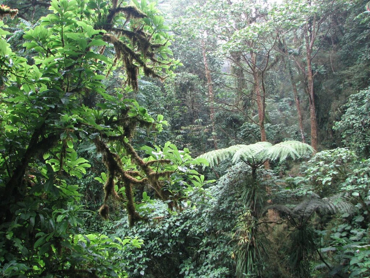 Réserve biologique de Monteverde, Costa Rica, Costa Rica