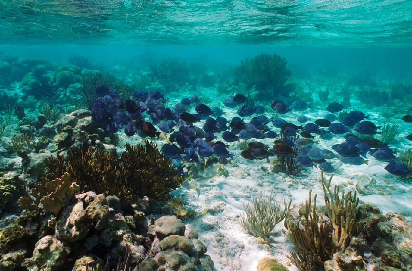Parc marin de Tobago Cays, Saint-Vincent et les Grenadines