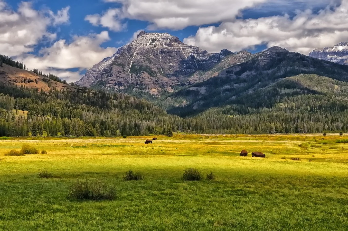 Lamar Valley, États-Unis