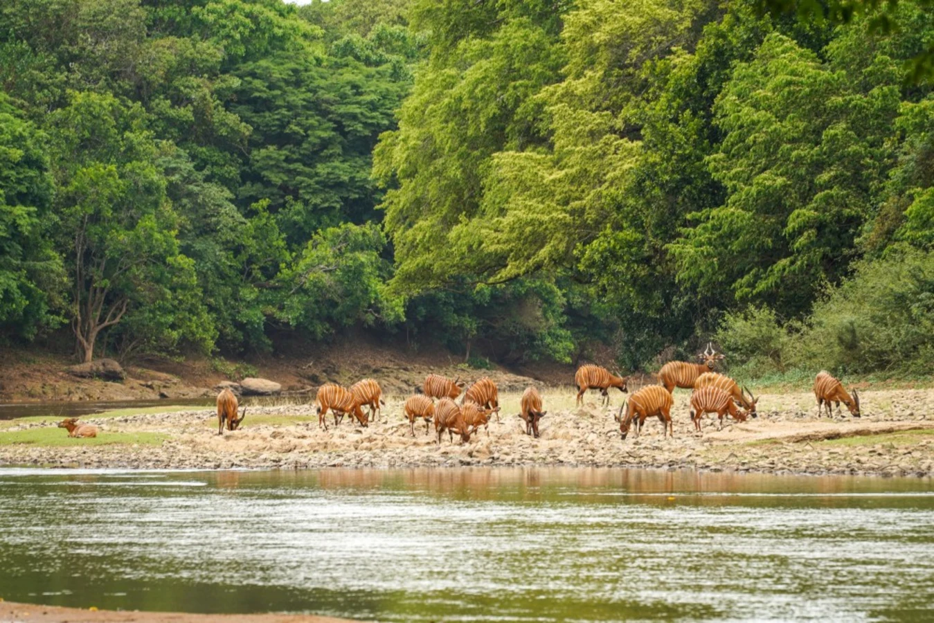 Réserve naturelle de Chinko, République centrafricaine