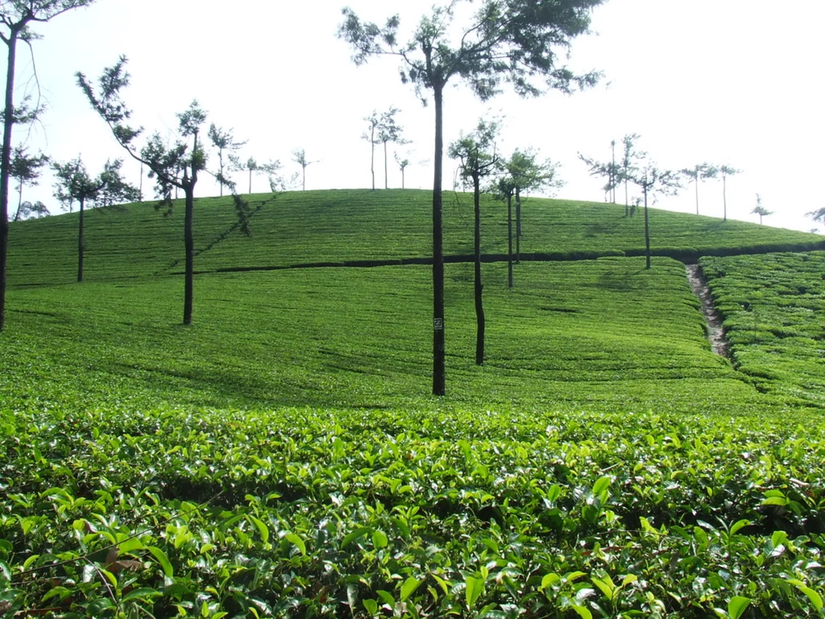 Munnar Tea Plantation, Inde