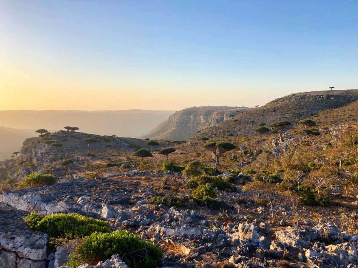 Plateau de Diksam, Yémen, Socotra