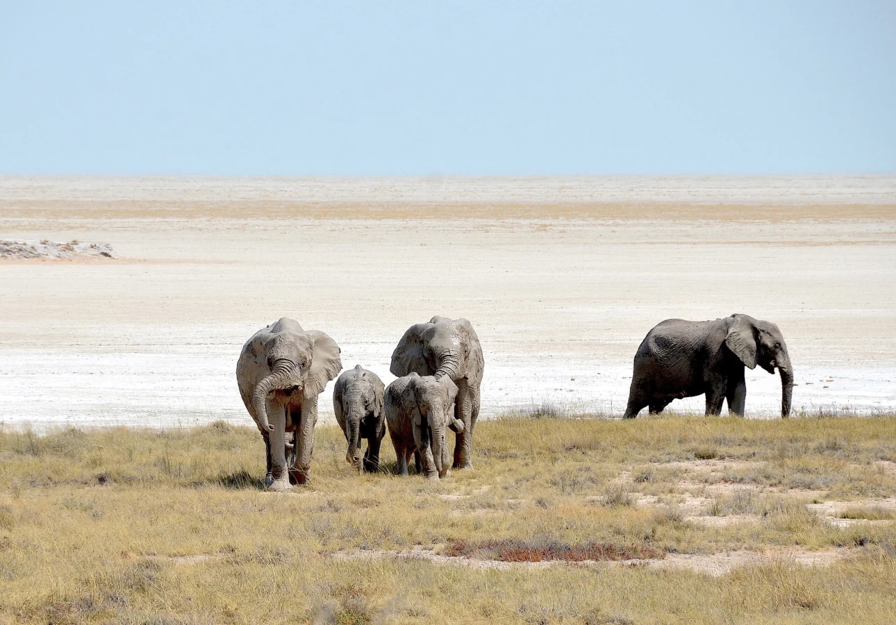 Pan d'Etosha, Namibie