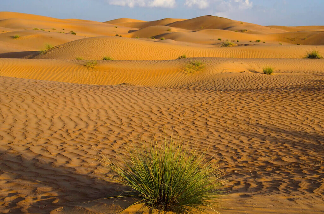 Wahiba Sands, Oman, Oman