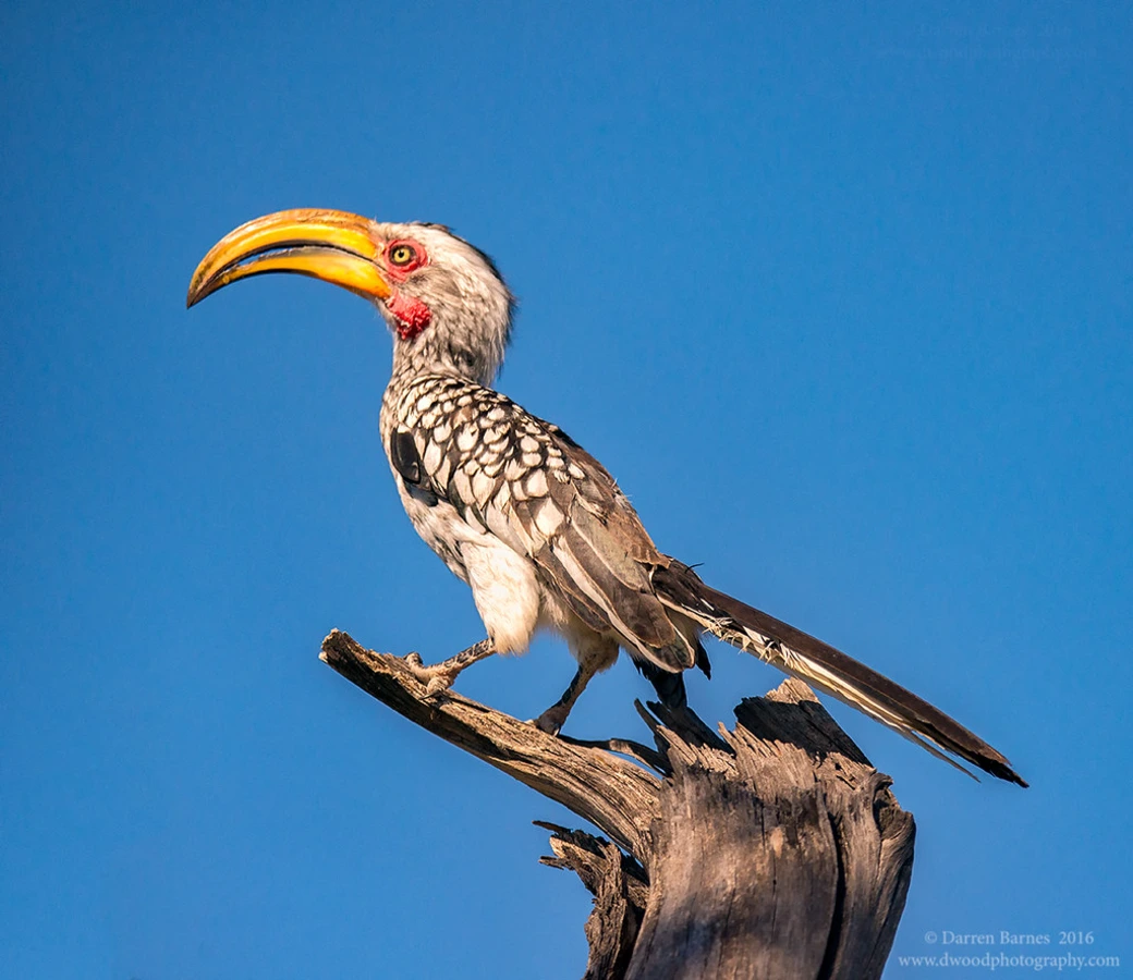 Khutse Game Reserve, Botswana