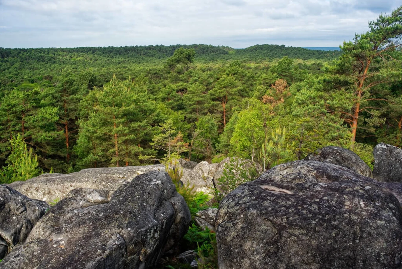 Forêt de Fontainebleau, France