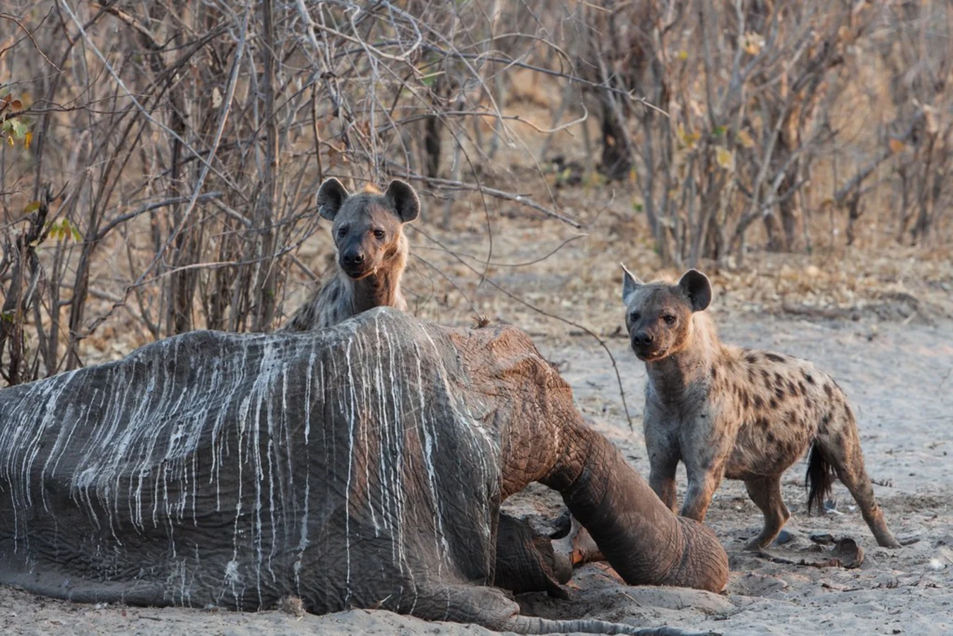 Réserve de Linyanti, Botswana