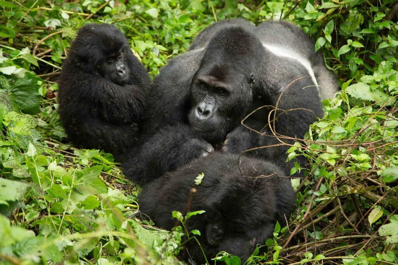 Parc national de Kahuzi-Biega, République démocratique du Congo, République démocratique du Congo, République démocratique du Congo