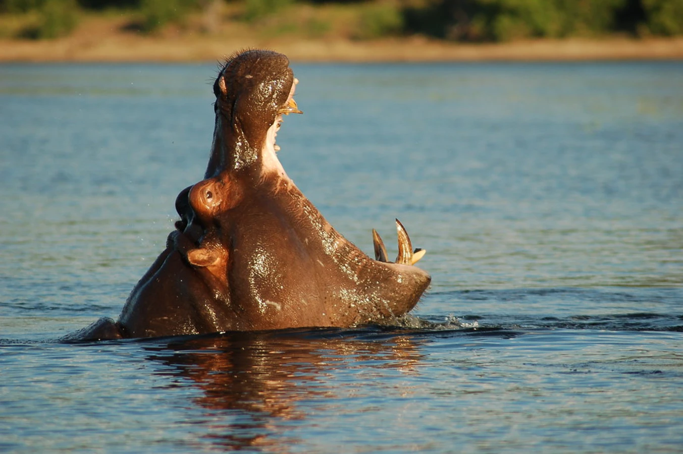 Chobe River Front, Botswana
