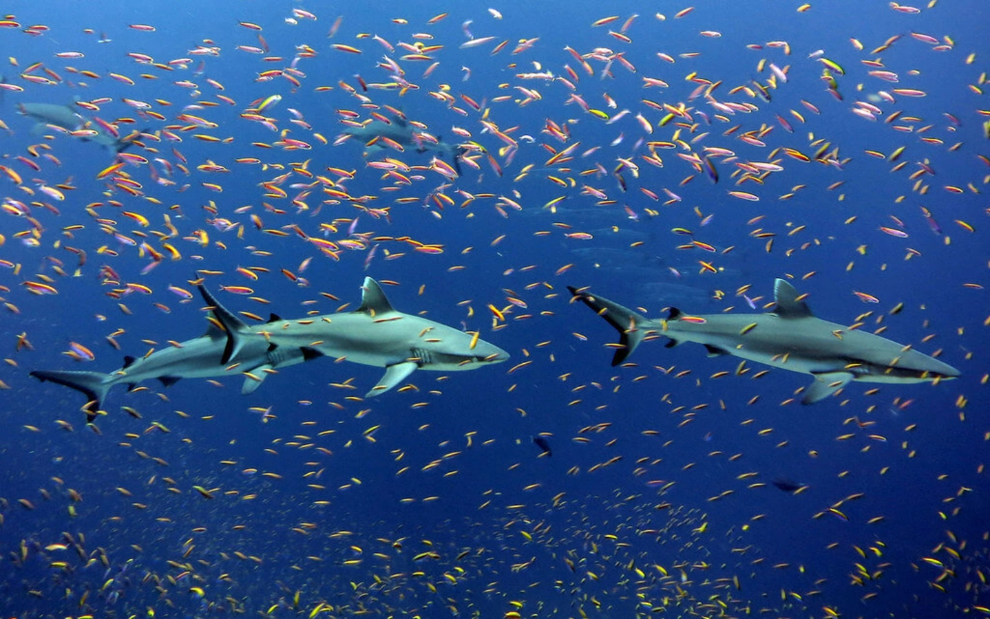 Pacific Remote Islands Marine National Monument, Îles mineures éloignées des États-Unis