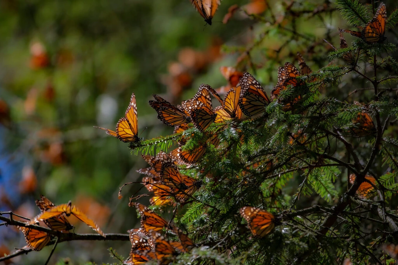 Réserve de biosphère du papillon monarque, Mexique, Mexique
