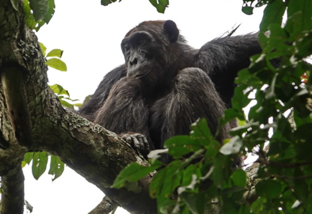 Kyambura Game Reserve, Ouganda