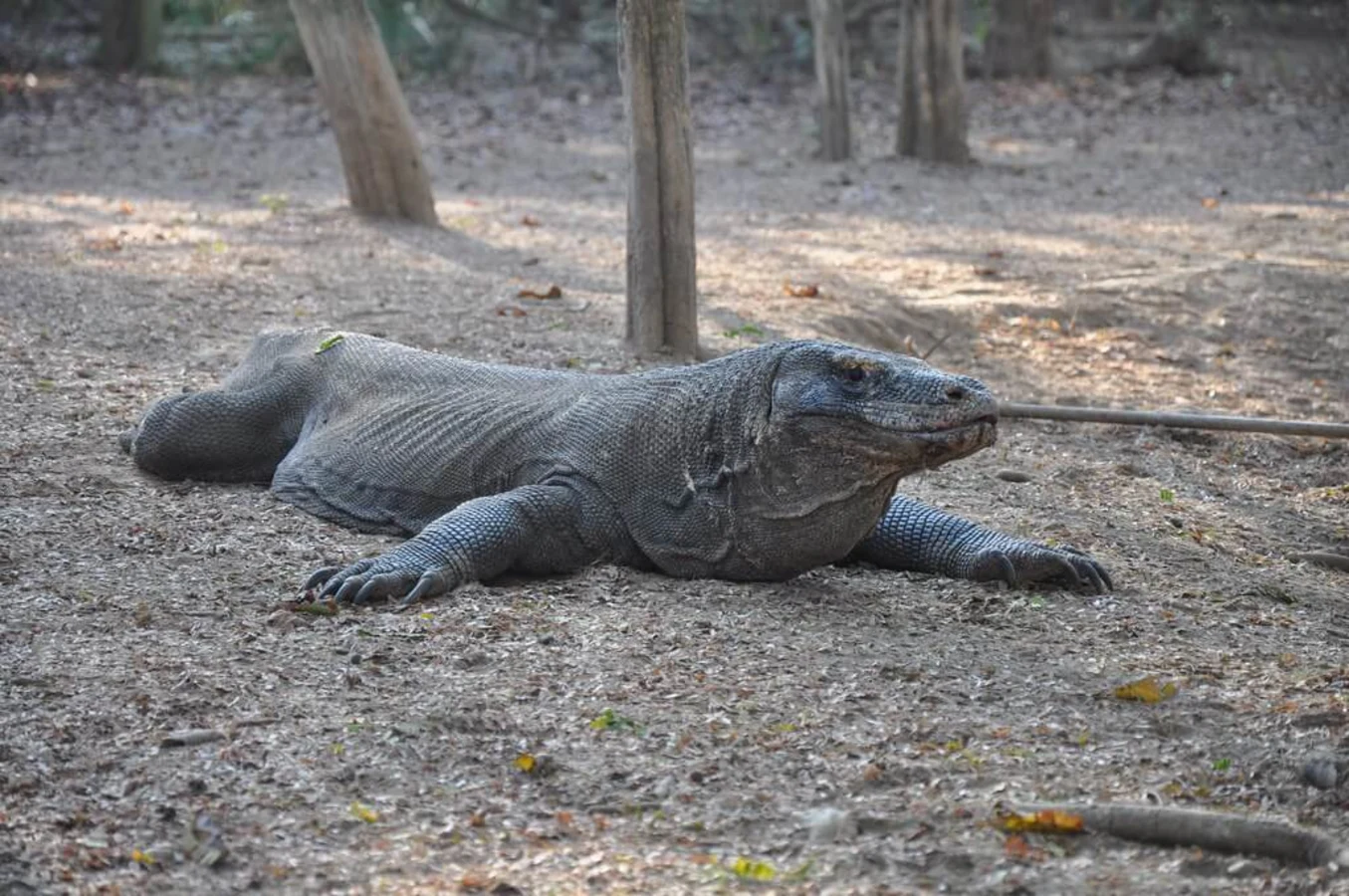 Parc national de Komodo, Indonésie