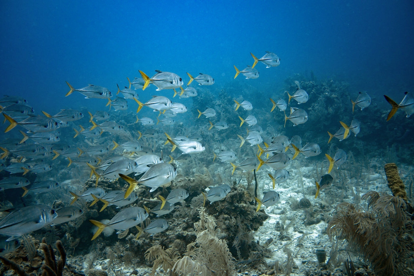 Atoll Turneffe, Belize