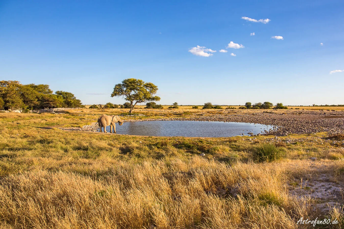 Okaukuejo Waterhole, Namibie