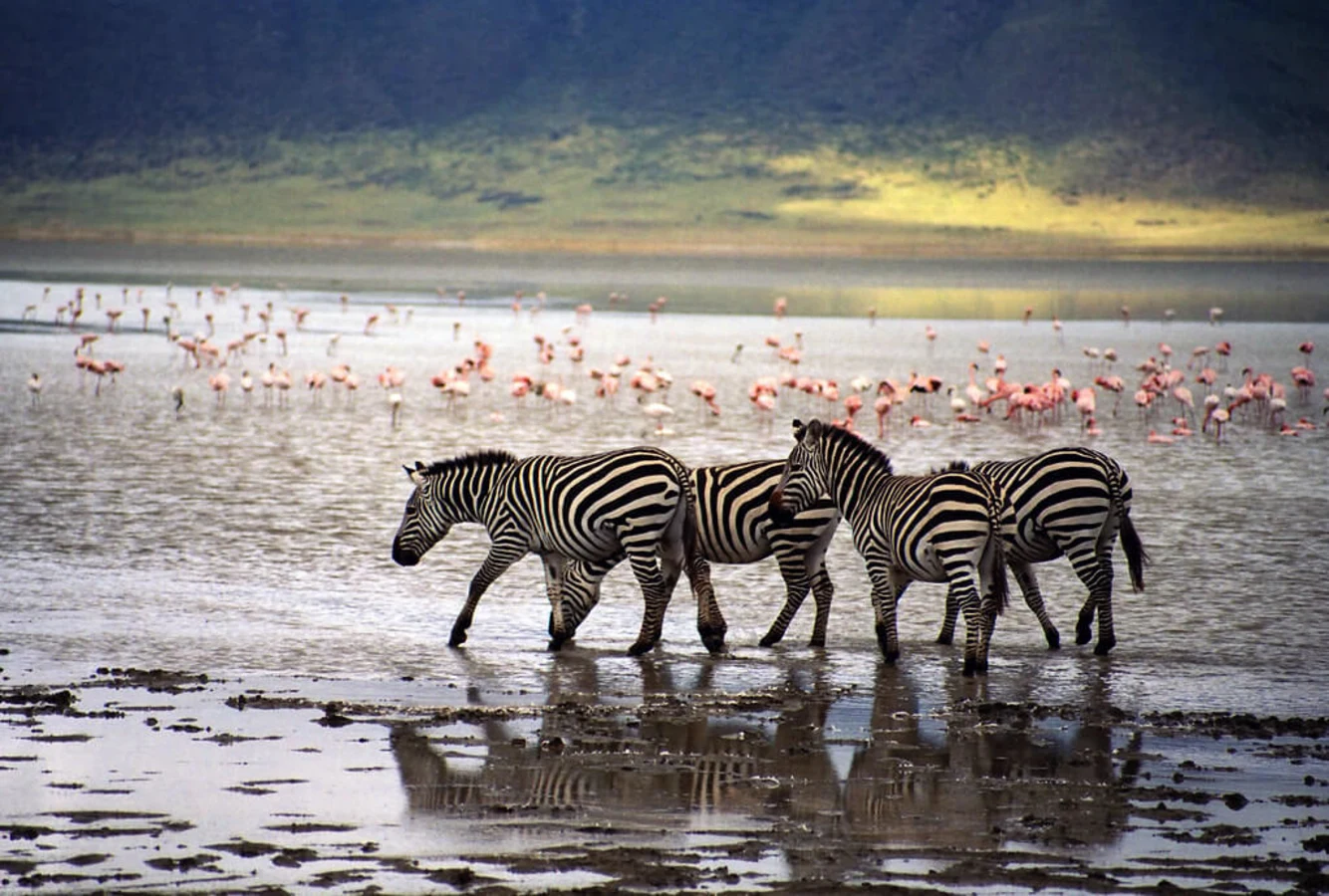 Cratère du Ngorongoro, Tanzanie