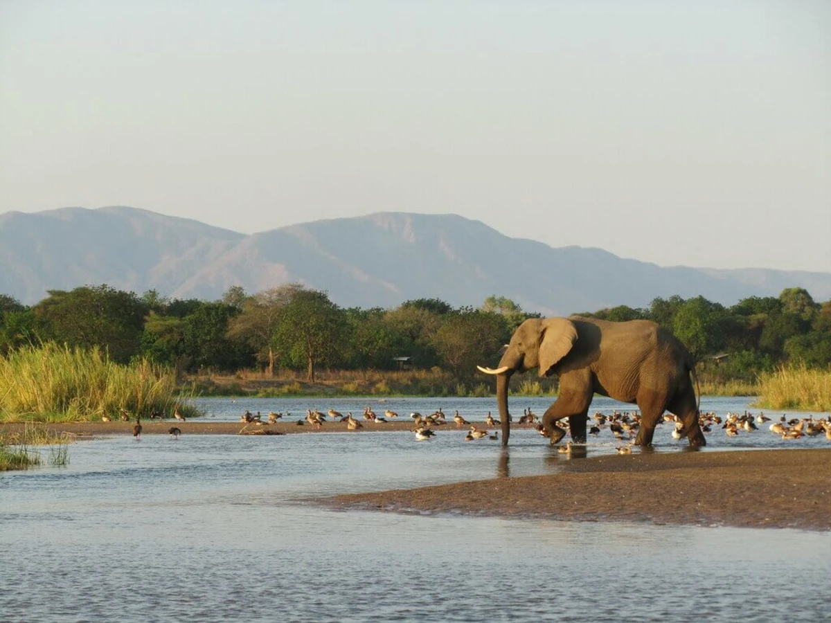 Parc national de Lower Zambezi, Zambie