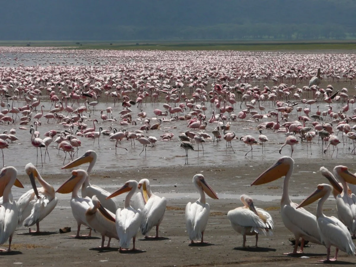 Lac Nakuru, Kenya