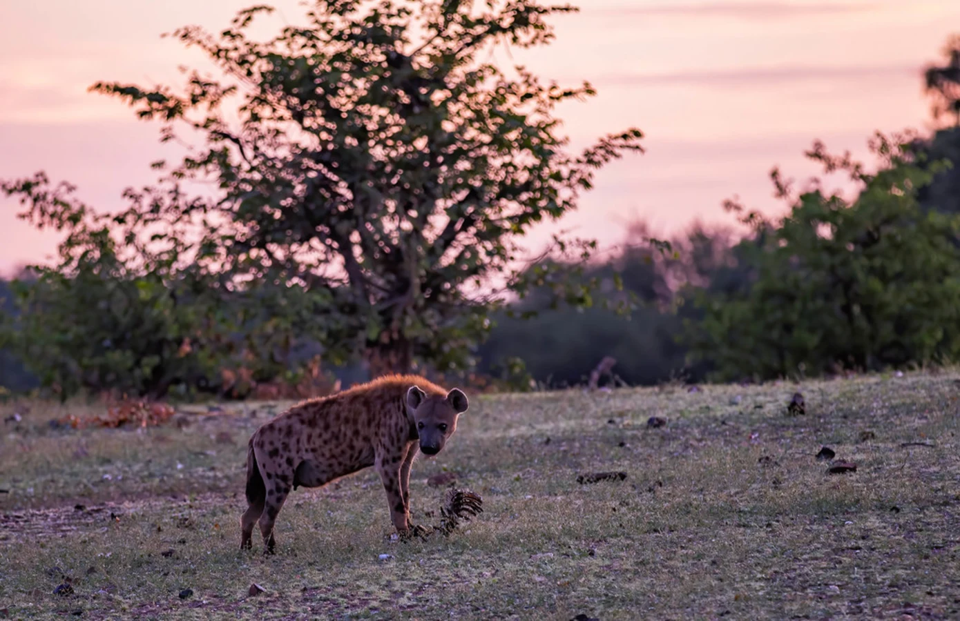 Réserve de Mashatu, Botswana