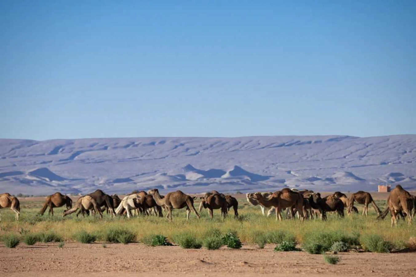 Parc national d'Iriqui, Maroc