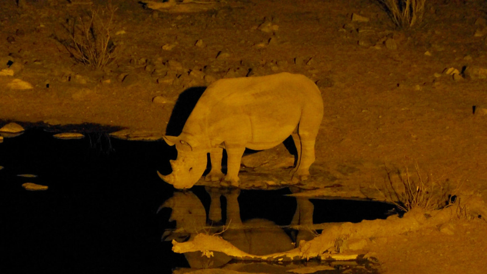 Moringa Waterhole, Namibie