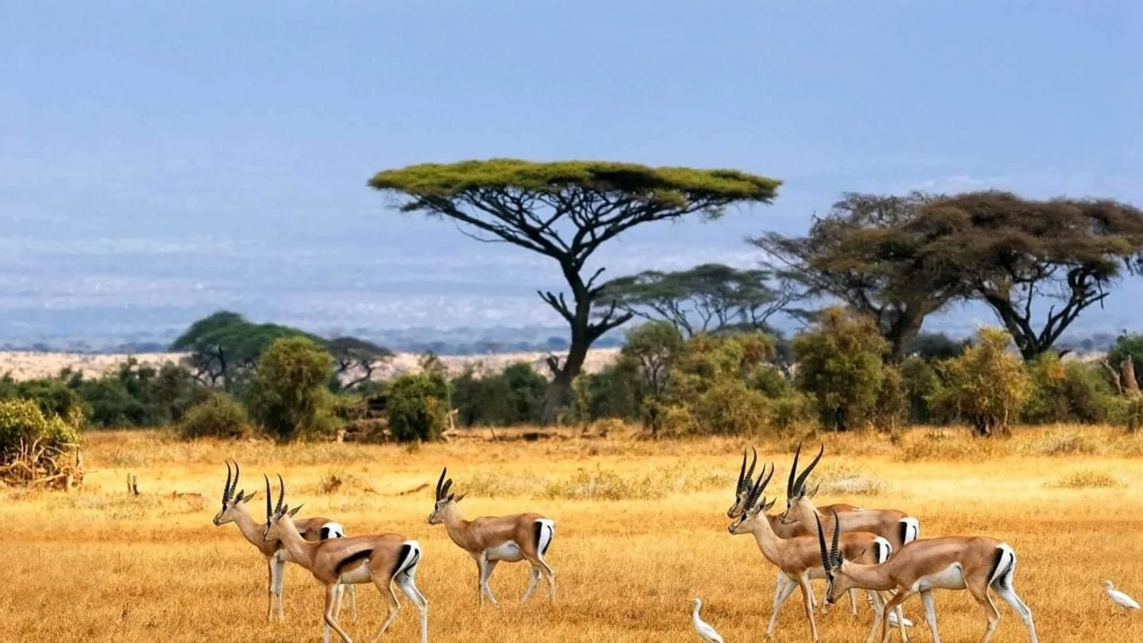 Parc national de Bandingilo, Soudan du Sud
