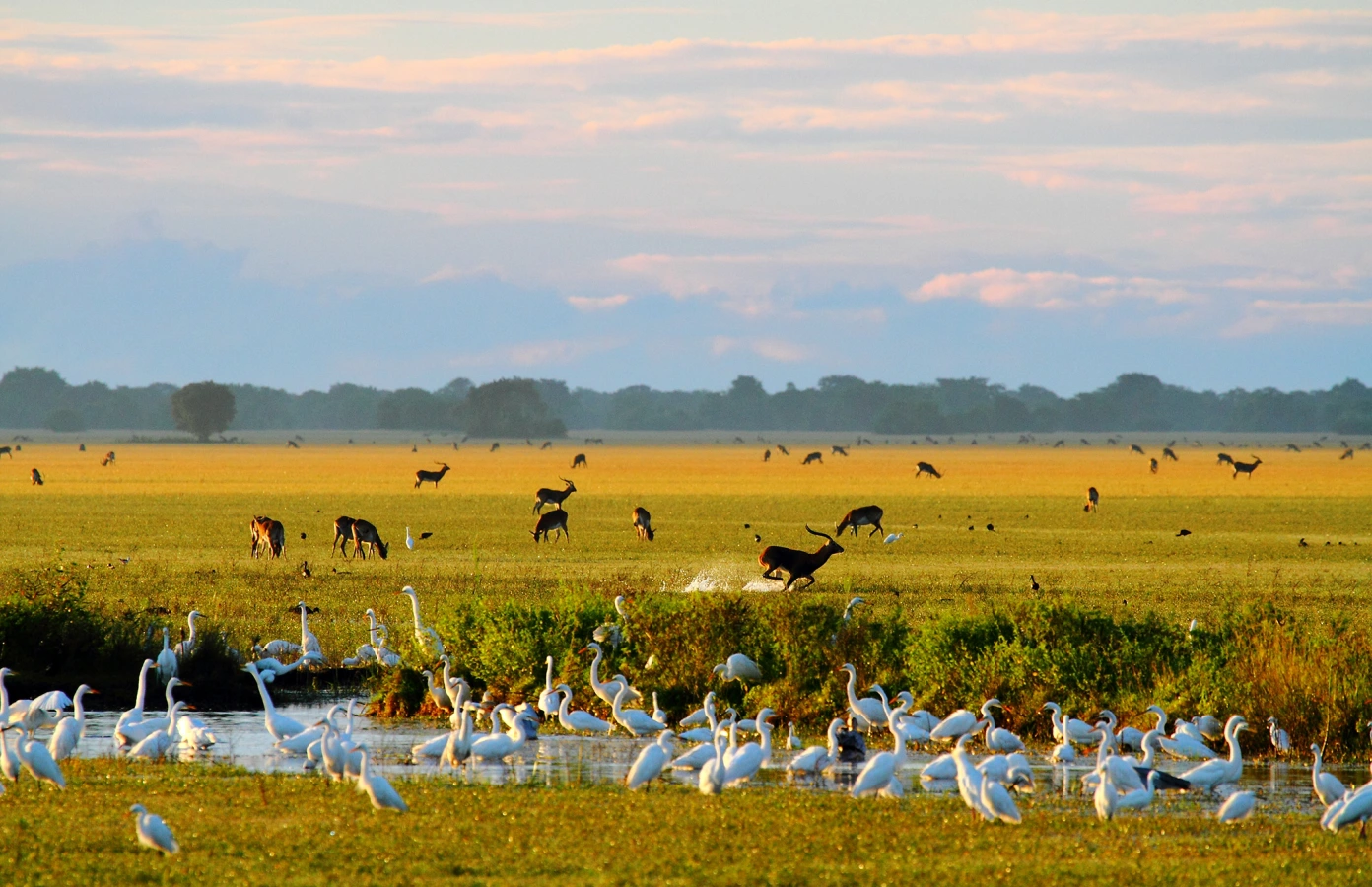 Zones humides de Bangweulu , Zambie