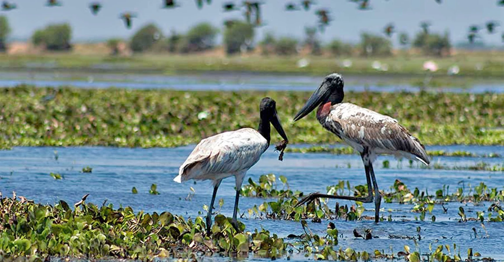 Crooked Tree Wildlife Sanctuary, Belize, Belize